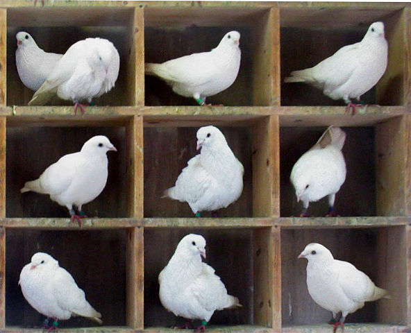 TooManyPigeons
