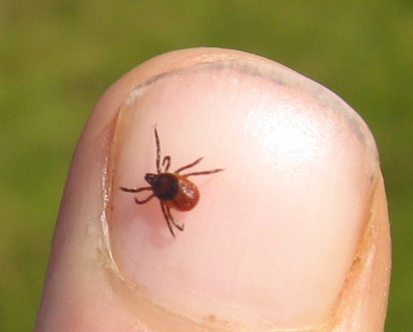Deer tick