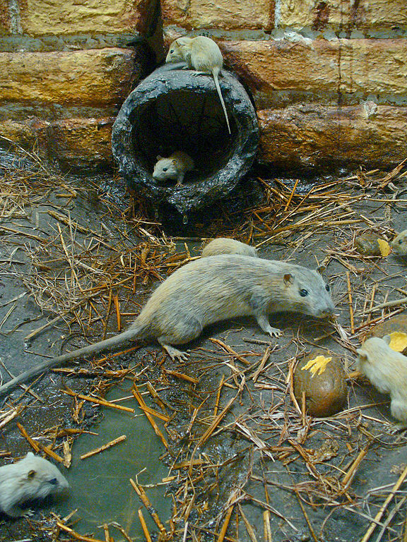 Rattus norvegicus